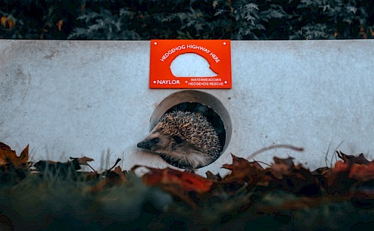 Hedgehog friendly gravel board