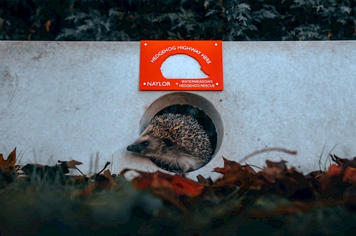 Hedgehog friendly gravel board