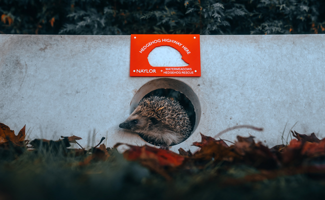 Hedgehog friendly gravel board